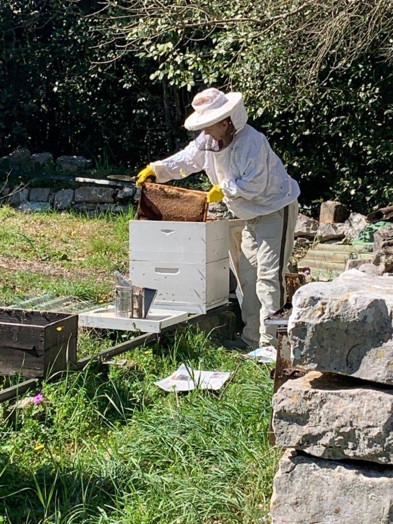 Med i pčelice grudske profesorice