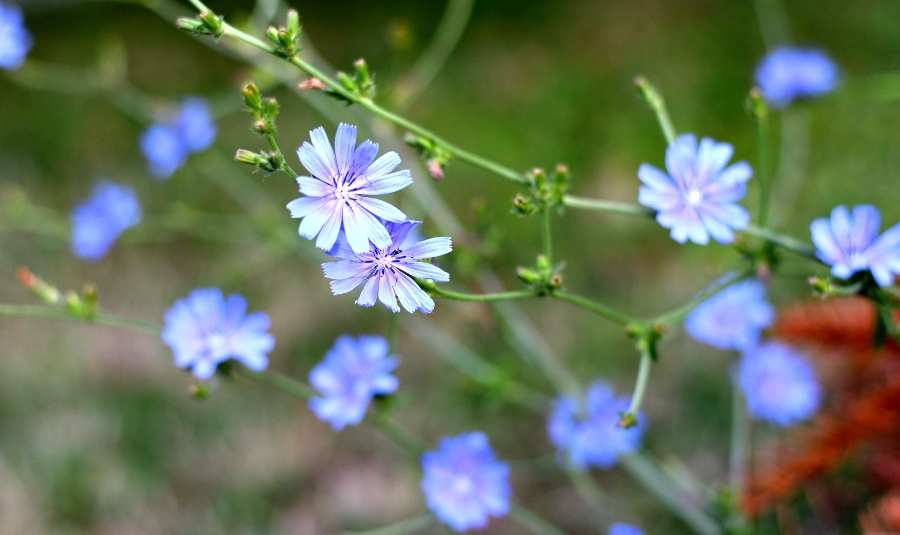 Žućenica plavog cvijeta -  cikorija ili vodopija