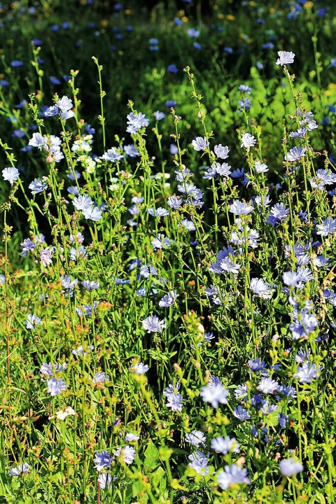 Žućenica plavog cvijeta -  cikorija ili vodopija