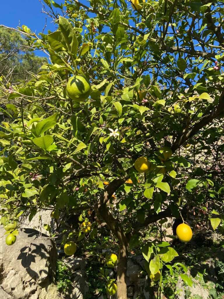 Limun – žuti izvor vitamina