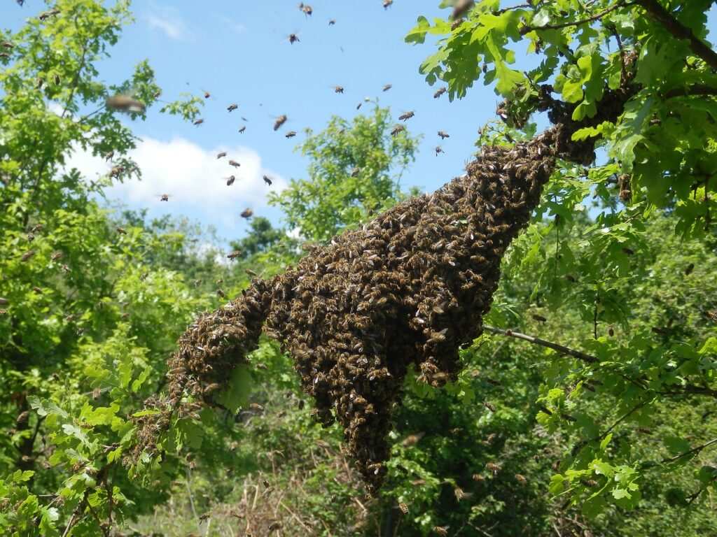 Rojenje pčela