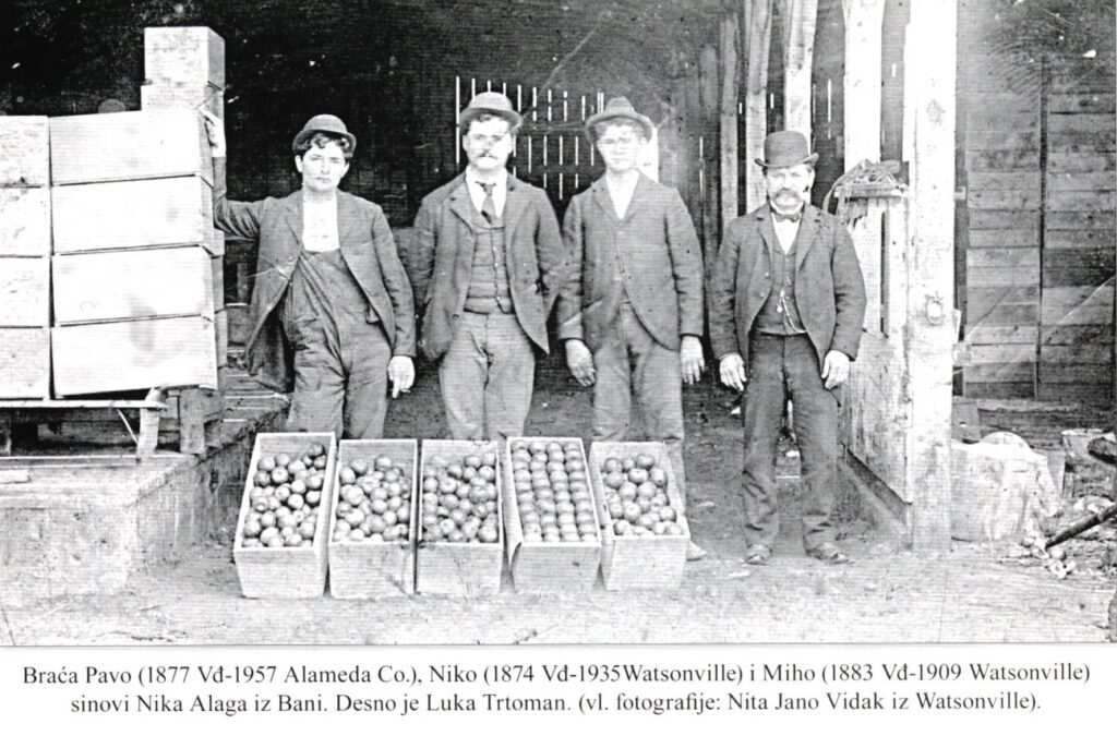 Konavoski uzgajivači jabuka u SAD-u