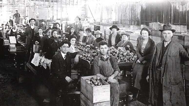 Konavoski uzgajivači jabuka u SAD-u