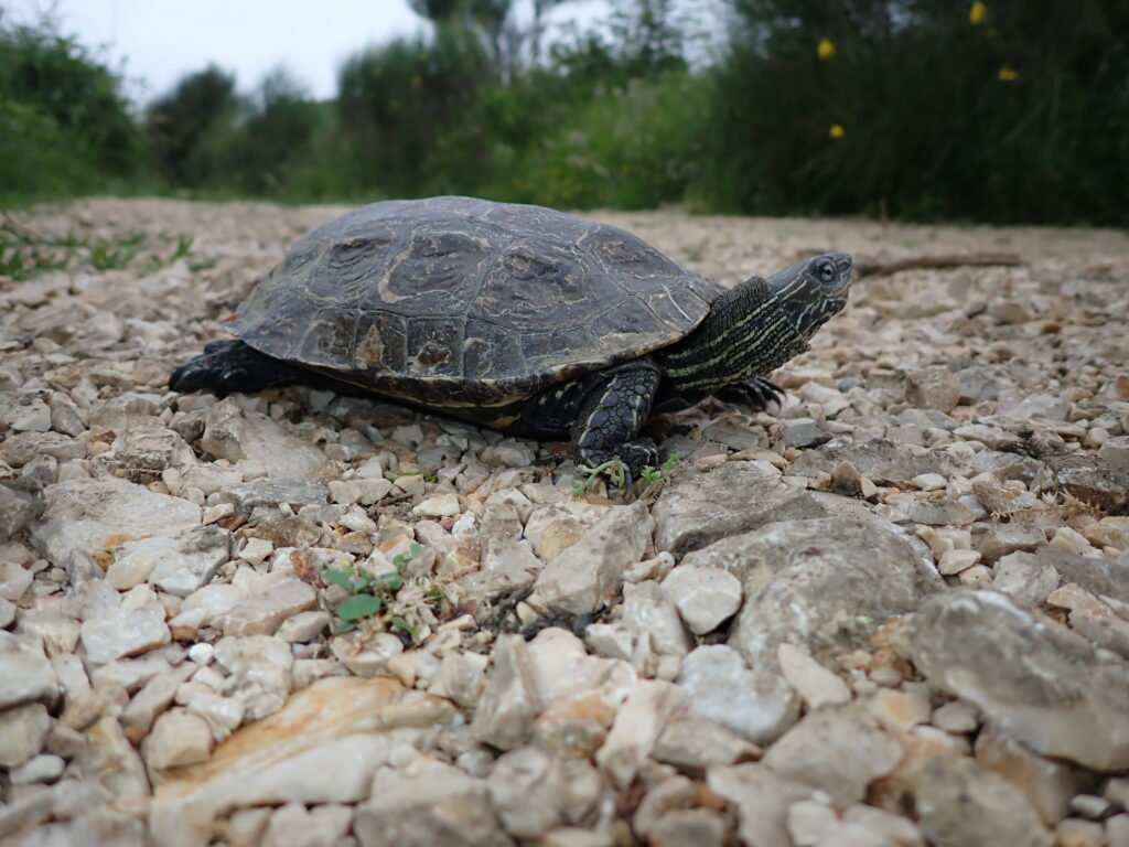 ZAŠTITIMO RIJEČNU KORNJAČU!